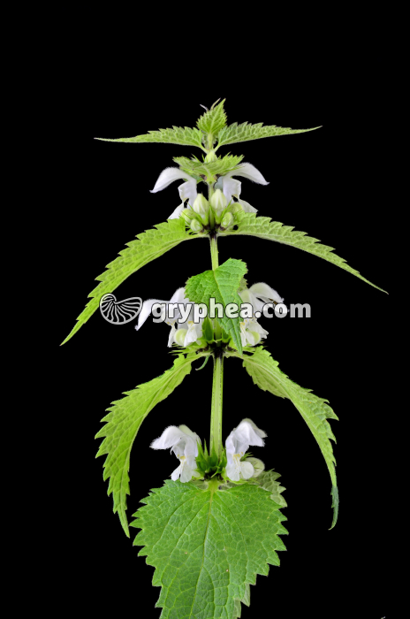 Lamier blanc (Lamium album) - fleurs - gryphea.com